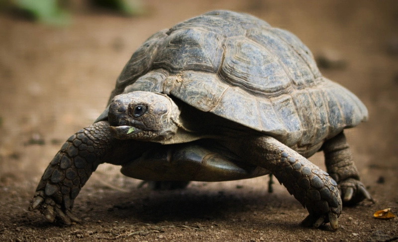 False: A video shows a group of tortoises running around unusually fast.