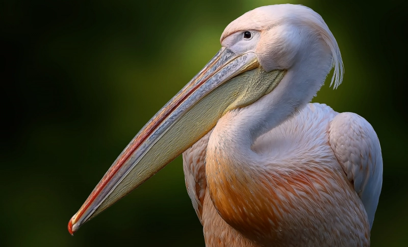 False: Pelicans shove their spines through their mouths to cool down.