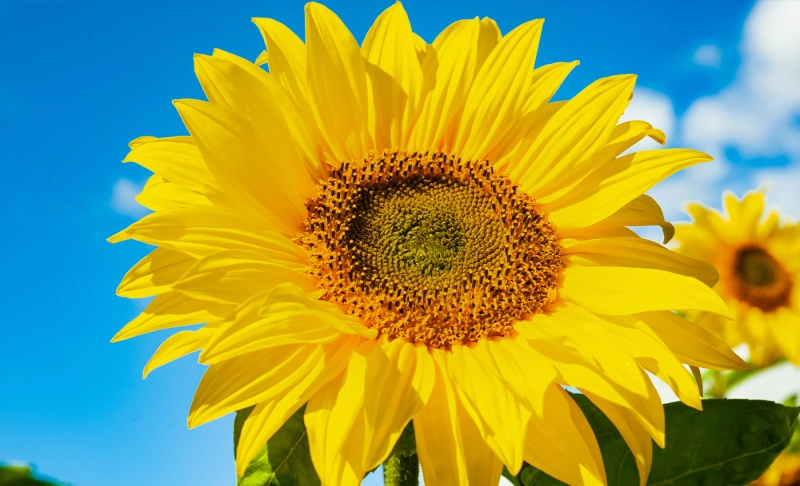 False: Sunflowers face each other when there is no sunlight.