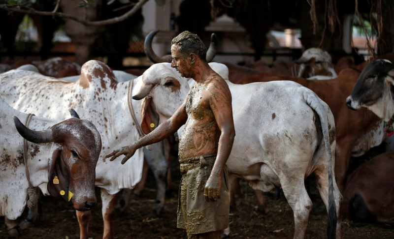 False: Applying cow dung all over the body can prevent one from contracting COVID-19.