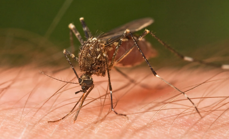 Misleading: The Bill and Melinda Gates Foundation wants to make mosquitoes extinct.