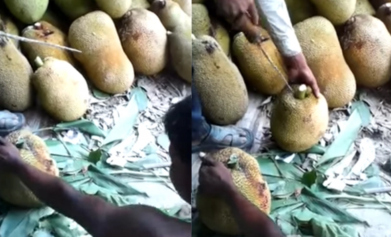 False: A video shows Muslim men injecting drugs for infertility in Jackfruits.
