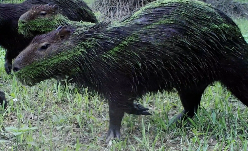 False: A new species of green capybara has been discovered in 2021.