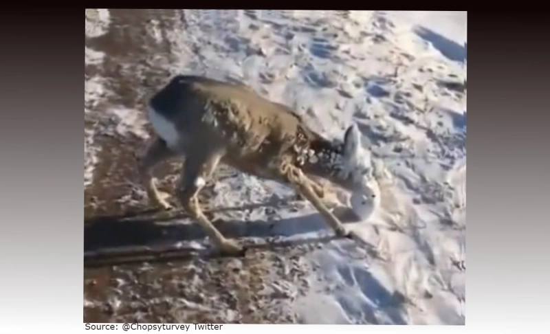 False: A deer with a frozen face was rescued by two walkers during the harsh winter conditions in North America.