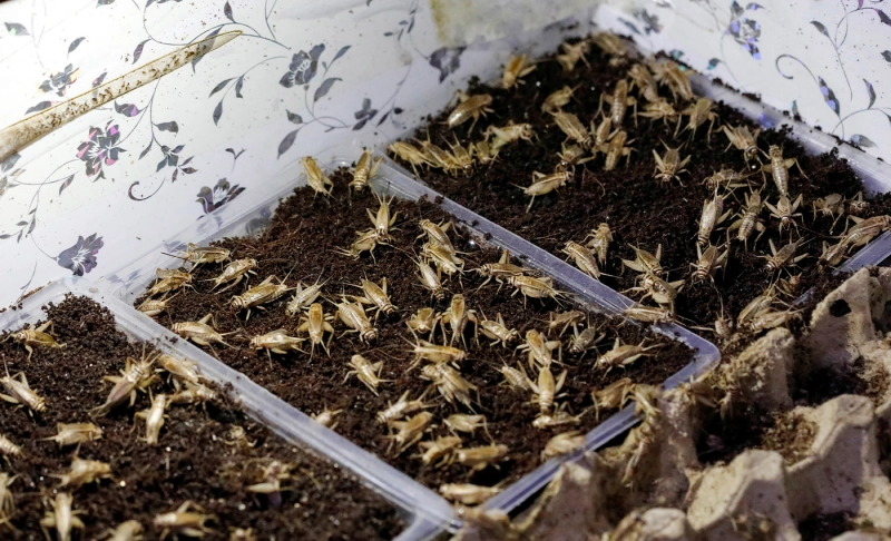 False: Under the “planned” food shortages agenda, the elites are producing crickets for human consumption.