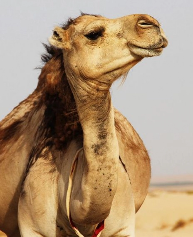 False: Drinking camel urine can cure and protect from COVID-19.