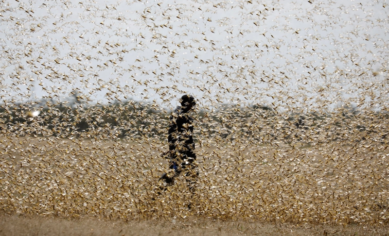 False: Locust attack leaves 10 dead in Haryana.