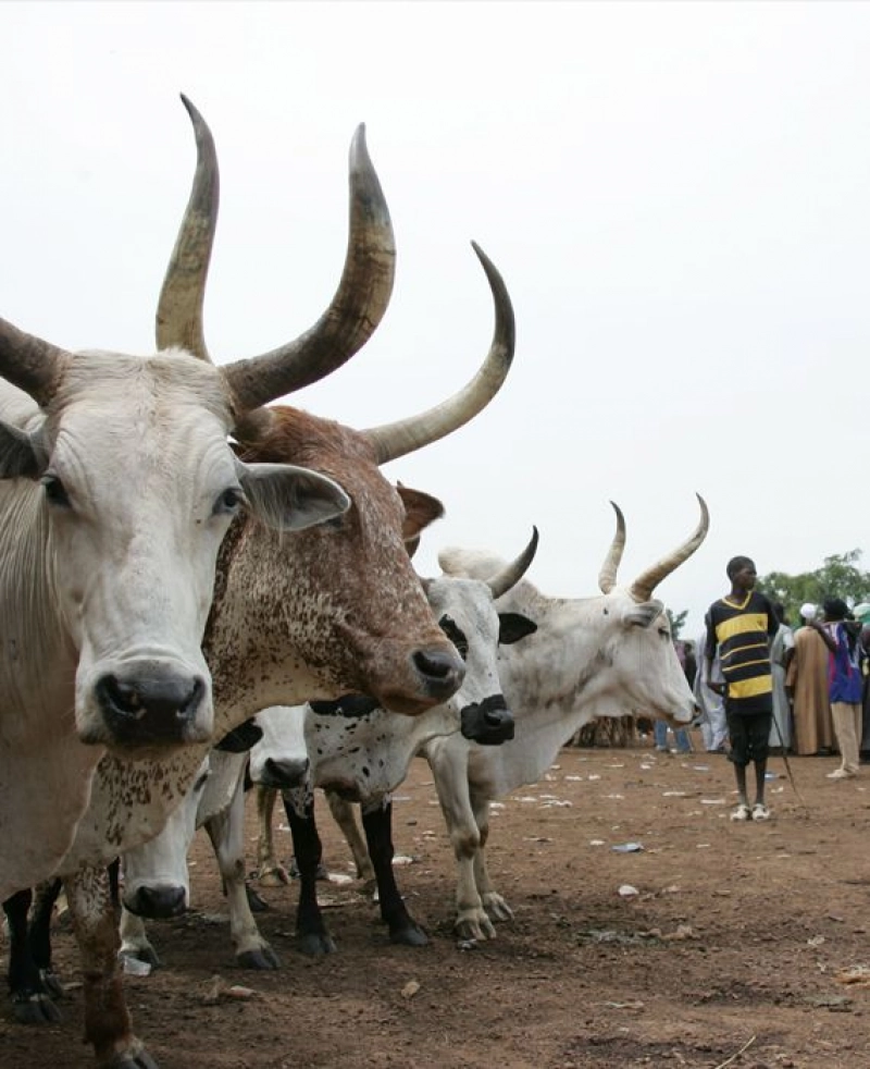 False: Picture of dead cows who died due to starvation is from Rajasthan.