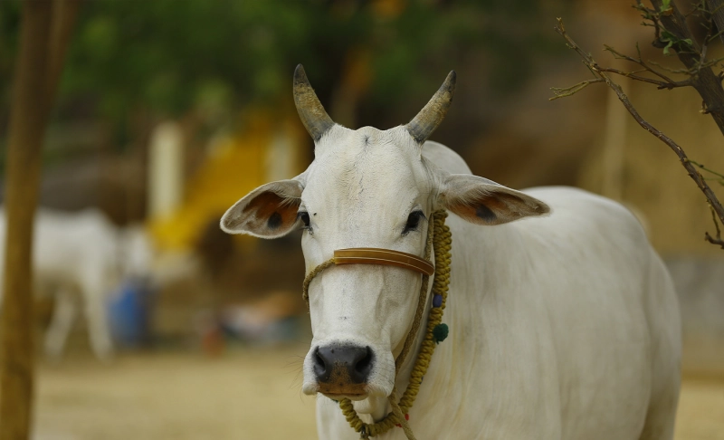 Misleading: Thousands of cows died in Gujarat after the Indian government vaccinated them.