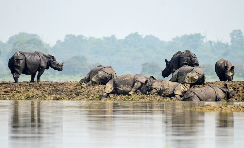 True: Stem cells give hope for revival of Malaysia's extinct rhinos.