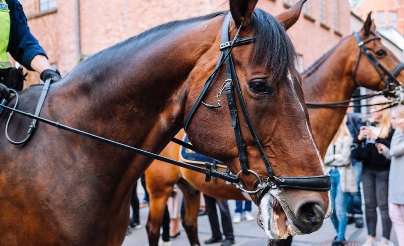 True: Anti-lockdown protestors in Australia attacked police horses.