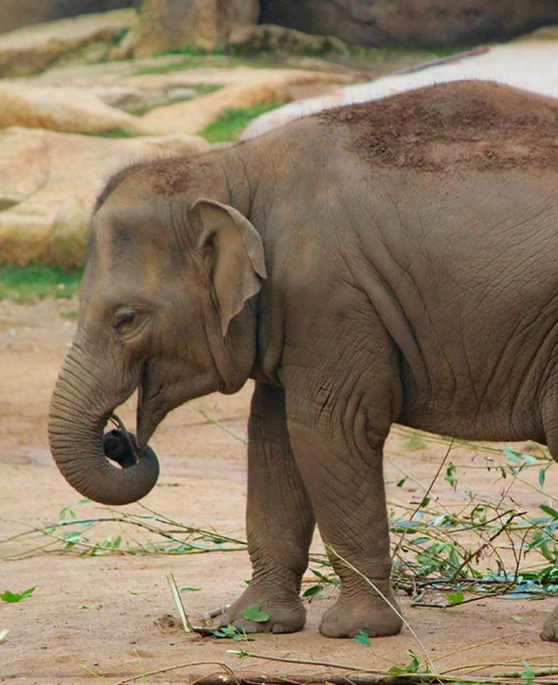 Partly_True: A pregnant elephant in Kerala died after a pineapple filled with powerful crackers offered by a man exploded in her mouth when she chomped on it.