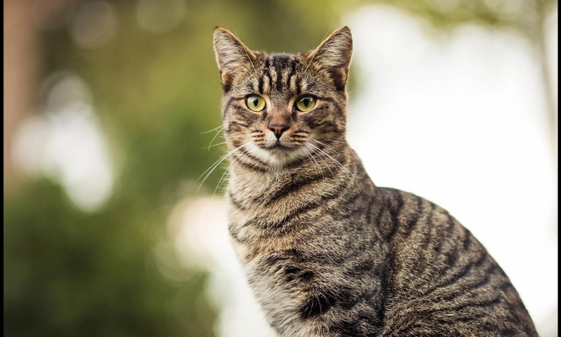 False: Schools are installing litter boxes for children who identify as animals.