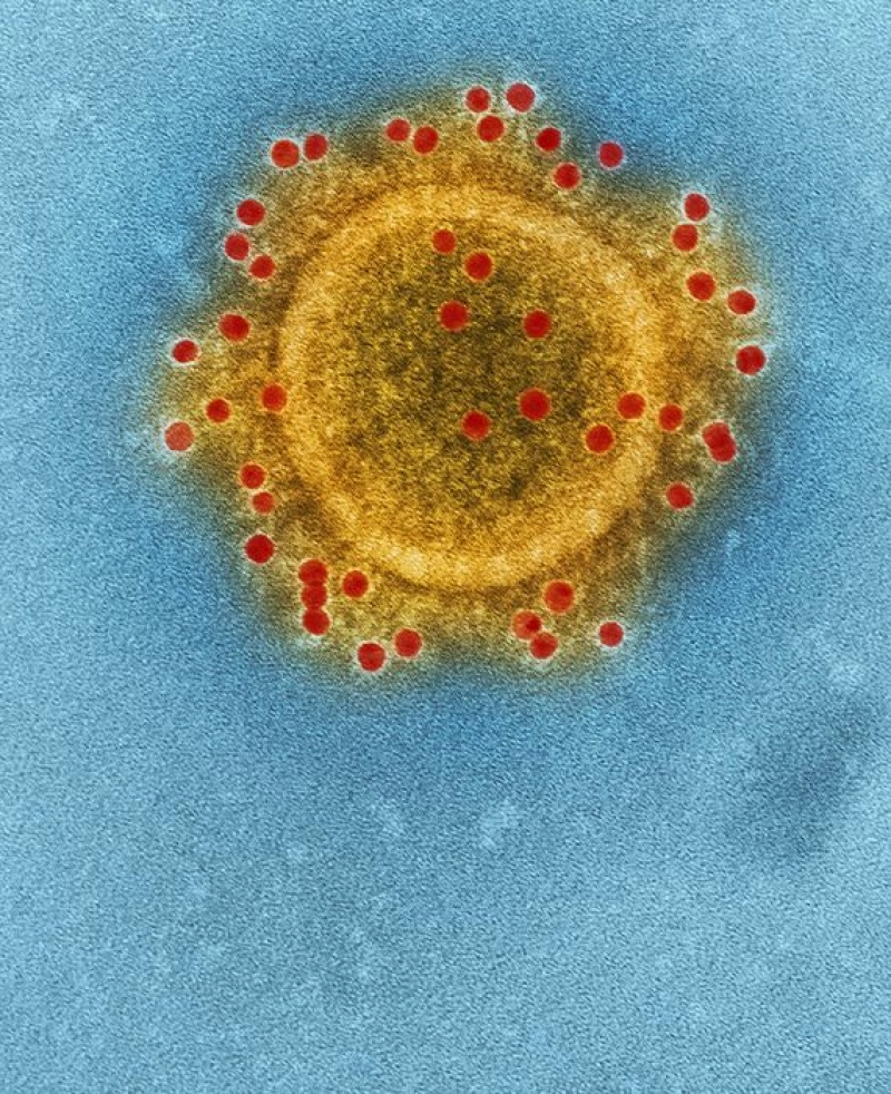 True: According to data from several quarantine facilities in Wuhan, up to 10 per cent of patients discharged from hospitals after a few weeks had tested positive again for the coronavirus and were being isolated.