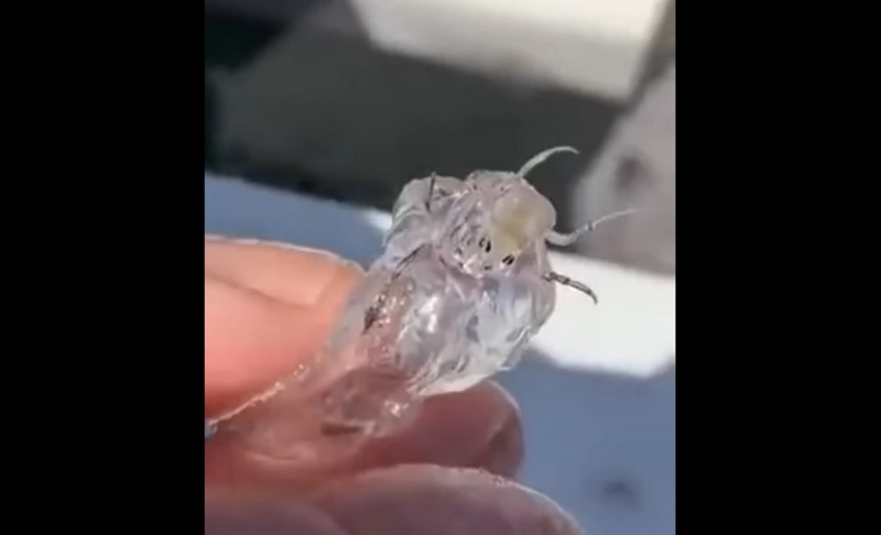 False: A video shows a person holding a transparent creature, and claims it is an alien.