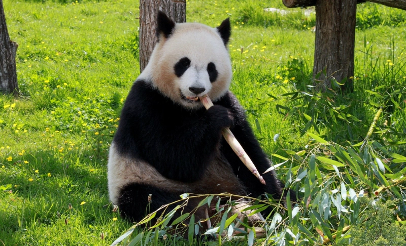 False: Pandas, elephants, and other wild animals are likely to become extinct by 2025.