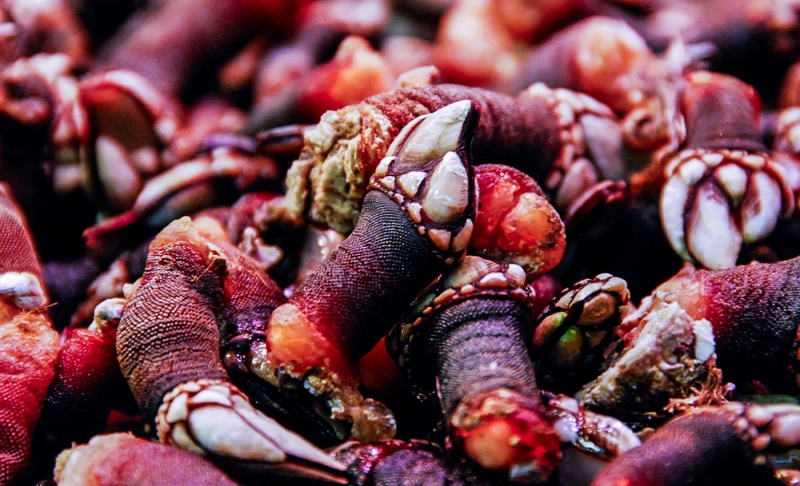 True: Gooseneck Barnacles washed ashore on a wooden log in Caernarfon, Wales.