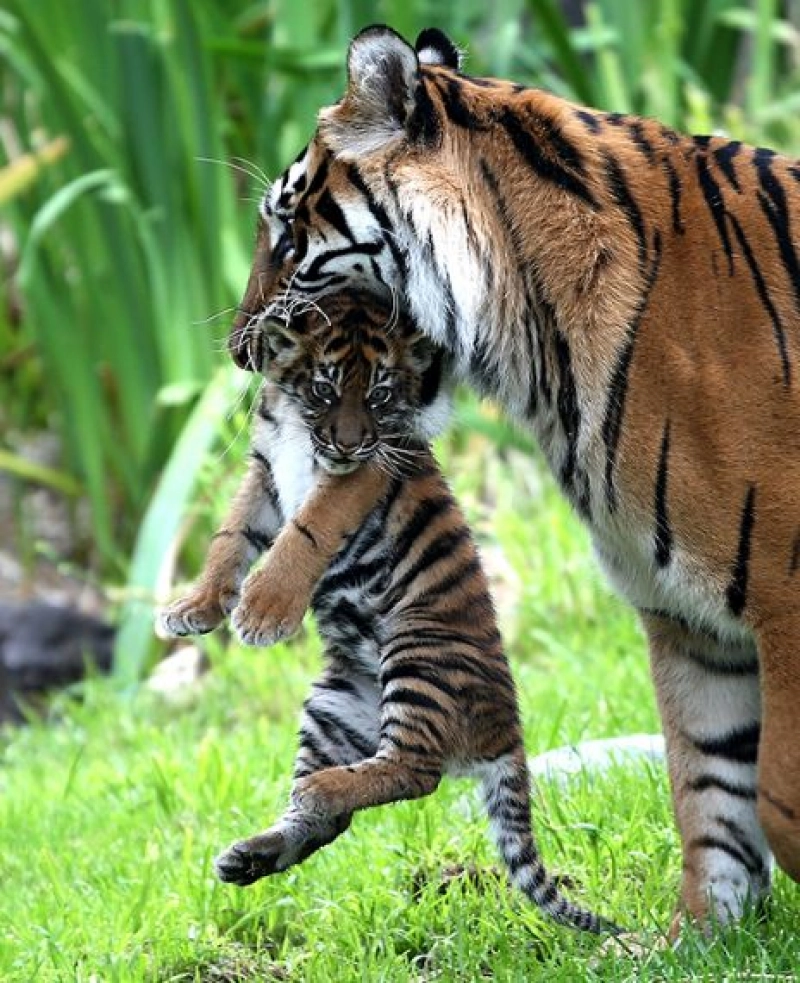 True: A tiger named Nadia at the Bronx Zoo has tested positive for coronavirus after developing a dry cough.