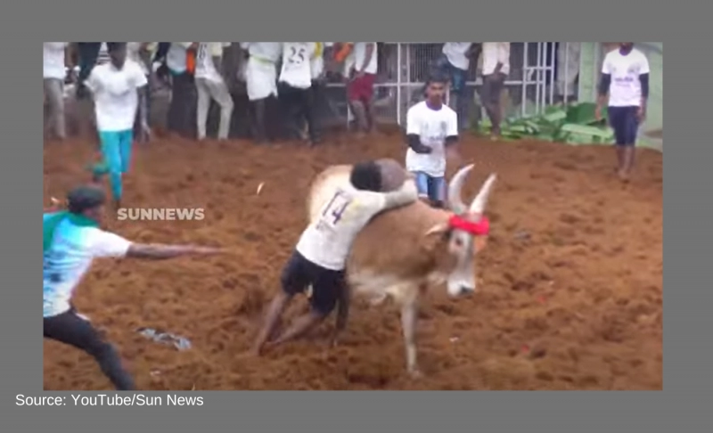 False: Tamil Nadu Police has banned Jallikattu in the state till March 2023.