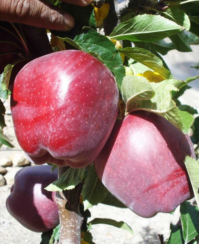 False: A video of a boy washing apples in sewage water in India is being shared online during the COVID-19 lockdown.