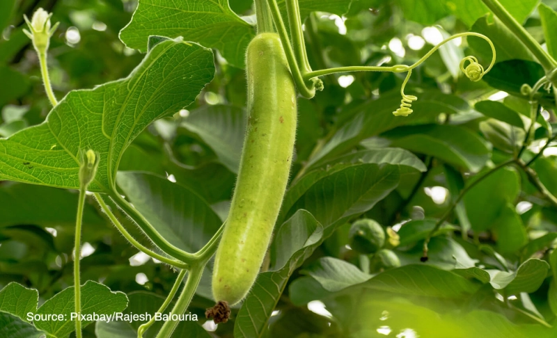 Partly_True: Consuming bottle gourd will help cure chronic heart ailments.