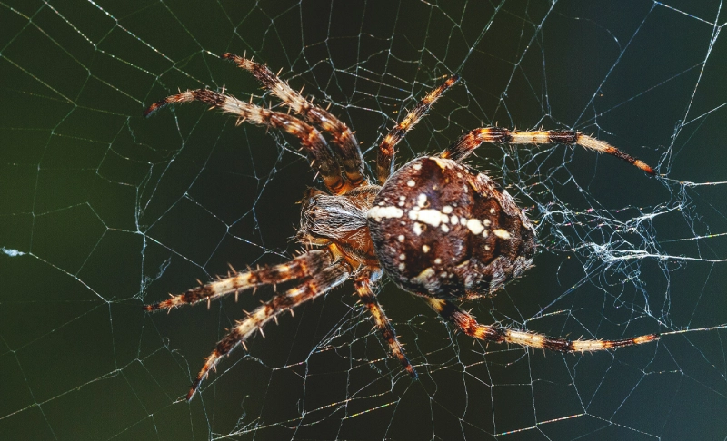 False: When you wake up with your eyelashes stuck together, it's because male spiders have mistaken your eyelashes for female spiders.