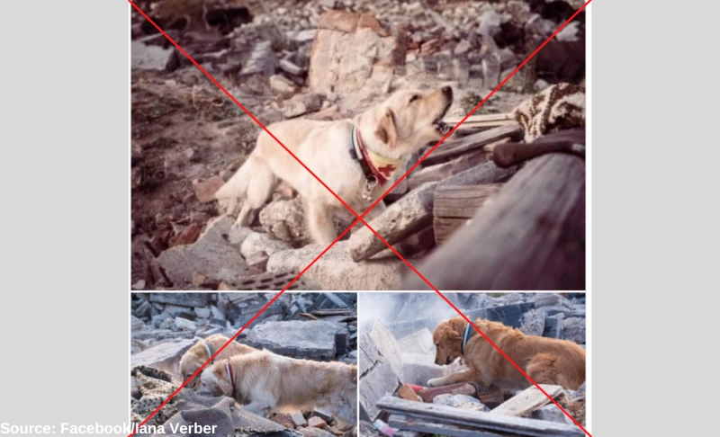 False: Image shows rescue dogs searching for injured people under rubble after February 6 earthquake in Turkey.