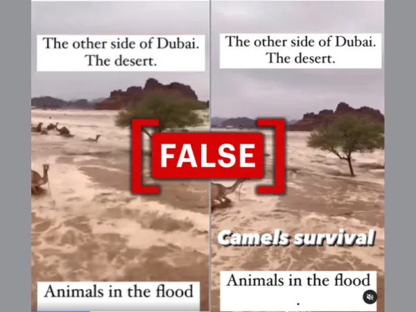 Video of camels in a desert flood unrelated to Dubai floods