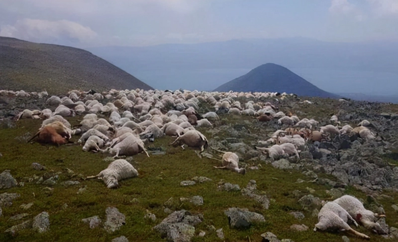 False: A widely shared video shows thousands of dead sheep in Idaho days after the Kansas cattle deaths in June 2022.