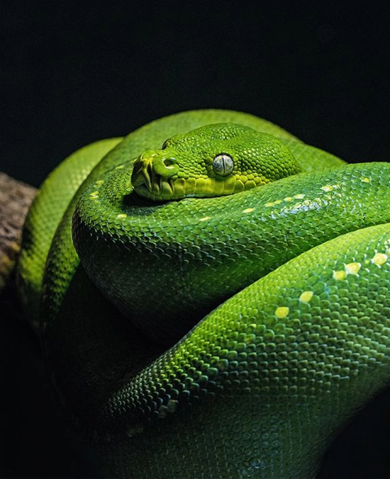 True: Ilha da Queimada Grande, an island in Brazil is untouched by humans because it is teeming with snakes.