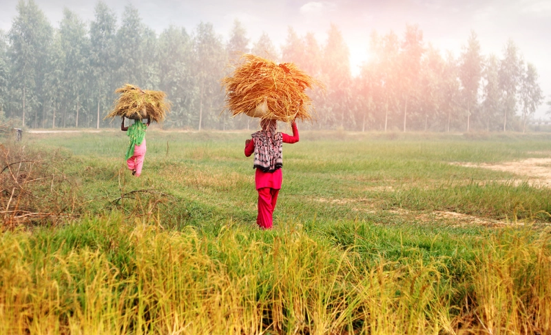 Misleading: New farmers’ bills give farmers the freedom to sell outside APMCs and above MSP.