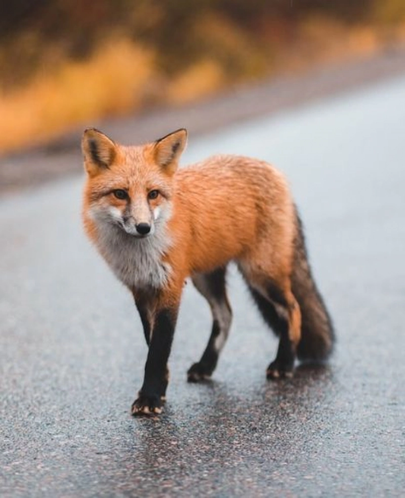 False: Mother Fox is found breastfeeding baby koalas during the 2020 Australian bushfires.